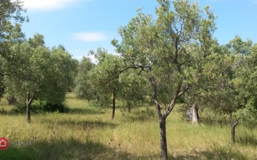 Terreno agricolo in VENDITA a Vieste